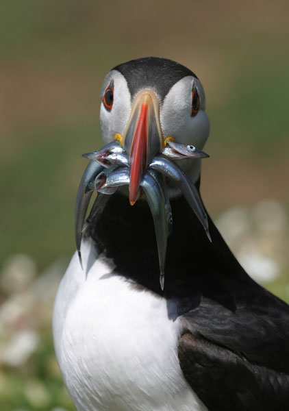 puffin dinner