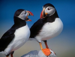 2 puffins